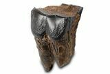 Fossil Woolly Rhino (Coelodonta) Tooth - Siberia #292604-2